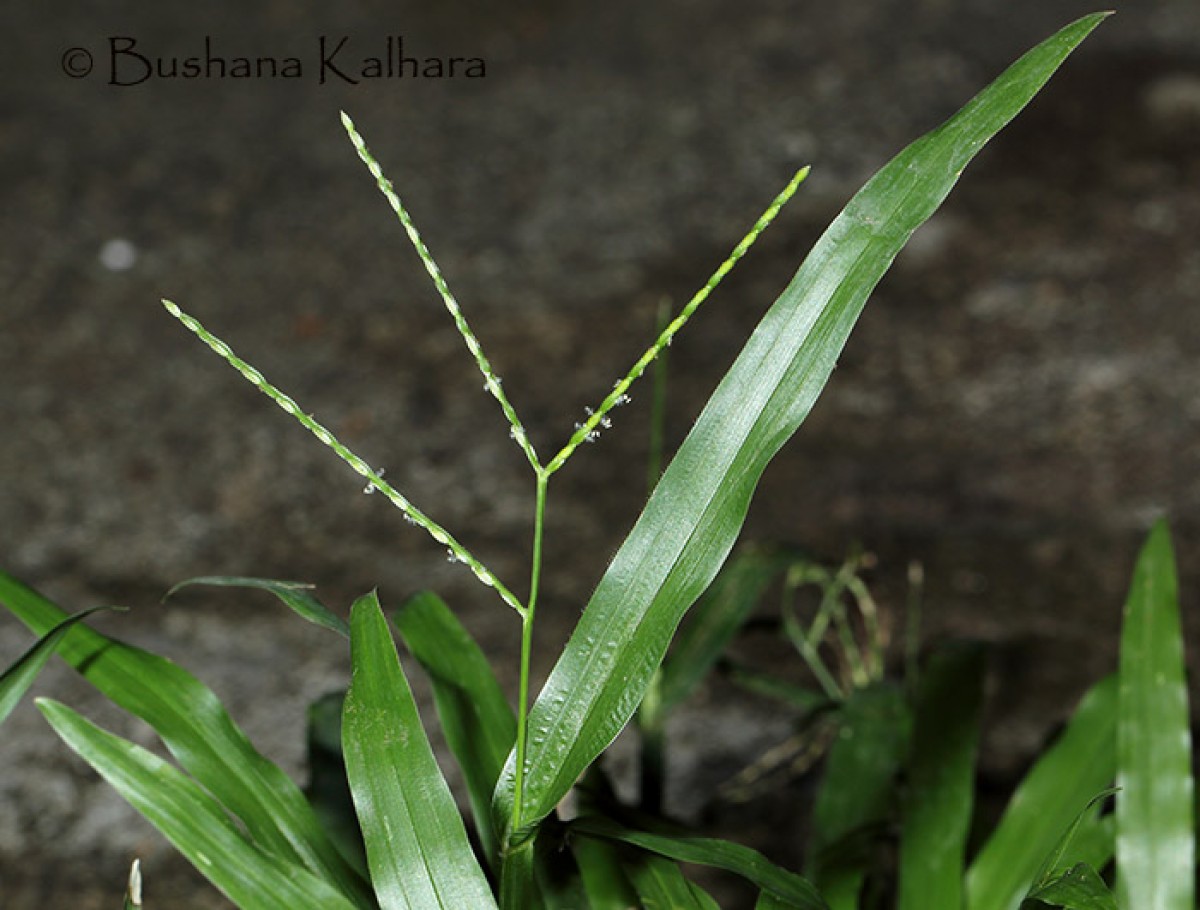 Axonopus compressus (Sw.) P.Beauv.